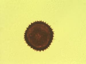 Sida rhombifolia pollen