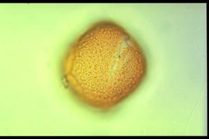 Oxalis acetosella pollen