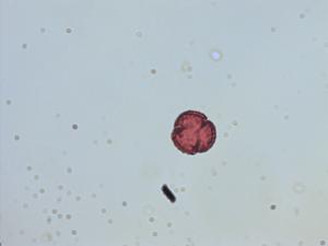Brickellia cardiophylla pollen