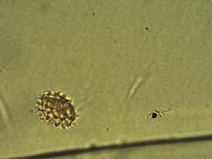 Pectis linifolia pollen