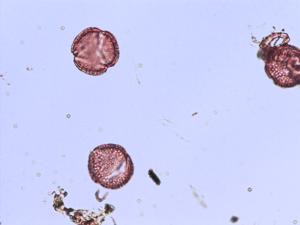 Fraxinus ornus pollen