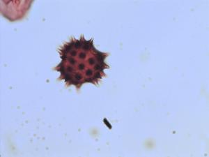 Psacalium poculiferum pollen