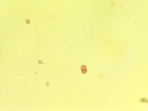 Cynoglossum pringlei pollen