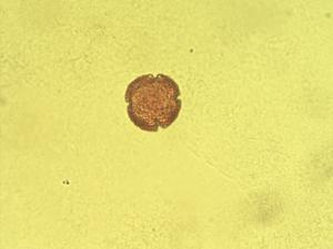 Cneorum pollen