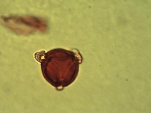 Dacryodes pollen