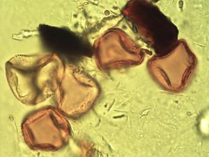 Scleria verrucosa pollen