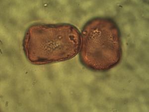 Eriophorum angustifolium pollen
