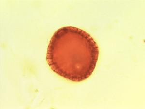 Psydrax subcordata pollen