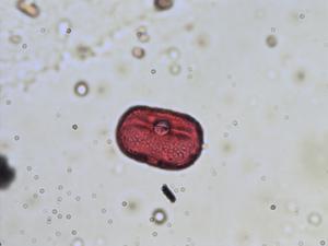Hedysarum pollen