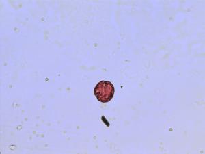 Saxifraga tridactylites pollen