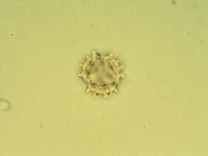 Achillea asiatica pollen