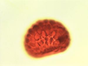 Microgramma owariensis pollen