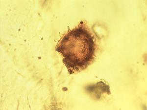 Selaginella selaginoides pollen