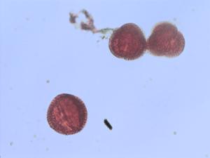 Euphorbia schlechtendalii pollen