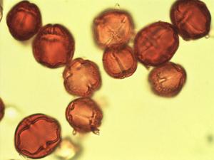 Schinus pearcei pollen