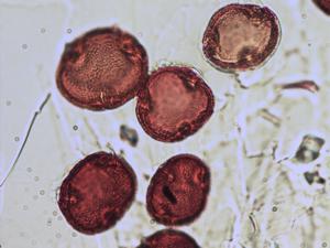 Tilia platyphyllos pollen