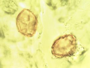 Nothofagus antarctica pollen