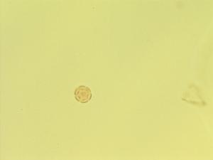 Thymus dahuricus pollen