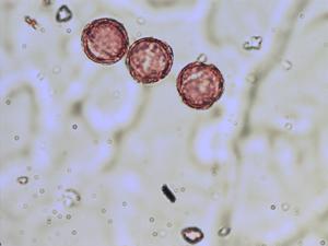 Clematis recta pollen
