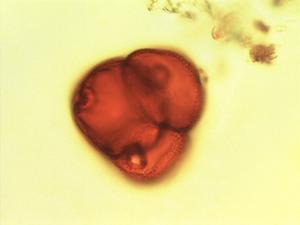 Oxyanthus speciosus pollen