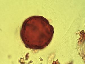 Calophyllaceae pollen