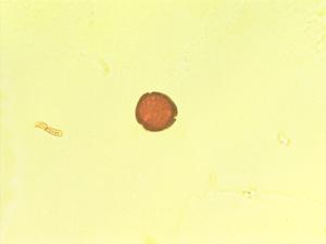 Bouvardia cordifolia pollen