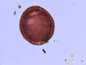 Geranium pusillum pollen