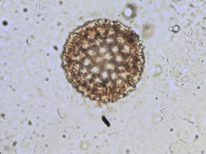 Tribulus terrestris pollen