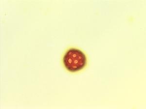 Cyathula pollen
