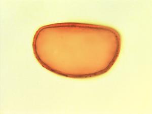Platycerium pollen