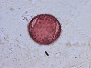 Lonicera xylosteum pollen