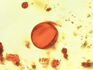 Entandrophragma angolense pollen