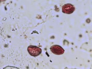 Turritis pollen