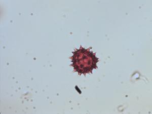 Desmanthodium fruticosum pollen