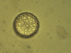 Polemonium caeruleum pollen