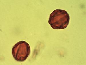 Combretum apiculatum pollen