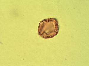 Cynometra pedicellata pollen