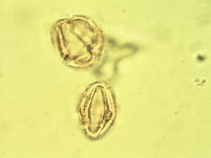 Dunalia pollen