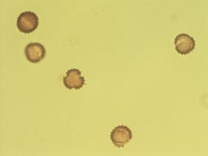 Tephroseris pollen