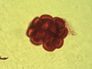Hippocratea myriantha pollen