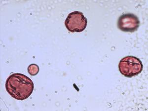 Lysimachia nummularia pollen