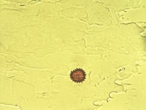 Pericallis appendiculata pollen