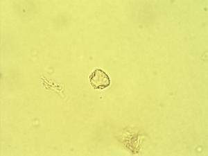 Cissampelos glaberrima pollen