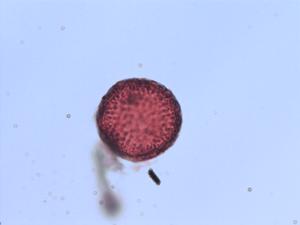 Ranunculus petiolaris pollen