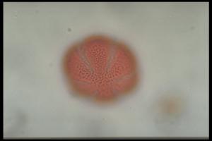 Thymus praecox pollen