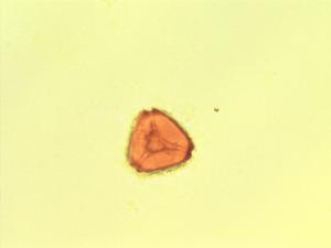 Melaleuca leucadendra pollen