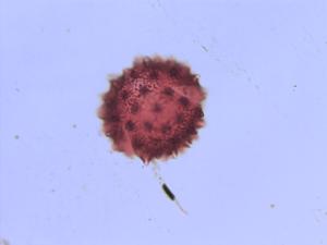 Cirsium oleraceum pollen