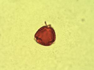 Galactia tenuiflora pollen