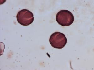 Lycopus pollen