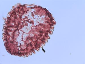 Hymenocallis pollen
